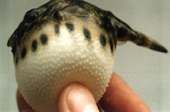 Dwarf Puffer Puffed