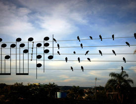Birds on the Wires - Jarbas Agnelli e Paulo Pinto