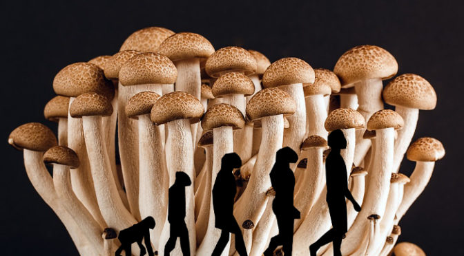 Foram os cogumelos motores da evolução humana?