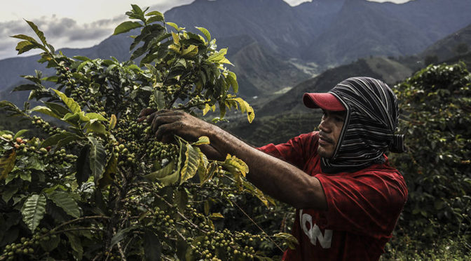 Mudanças climáticas afetam produção cafeeira no Brasil