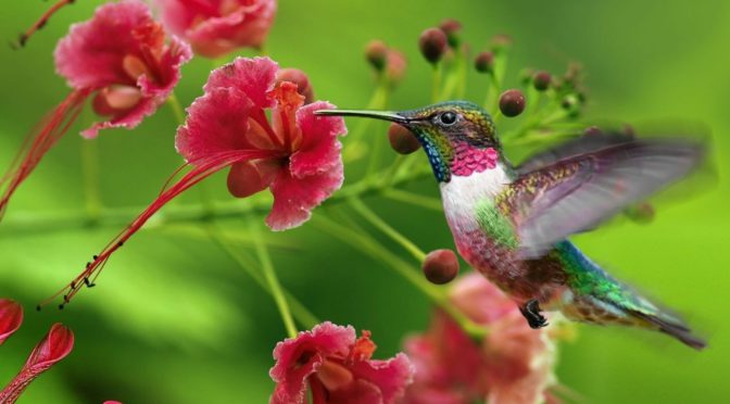 O colorido das flores e a polinização