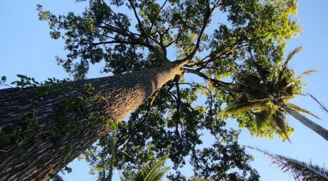 Uma visão econômica sobre a conservação da biodiversidade e serviços ecossistêmicos