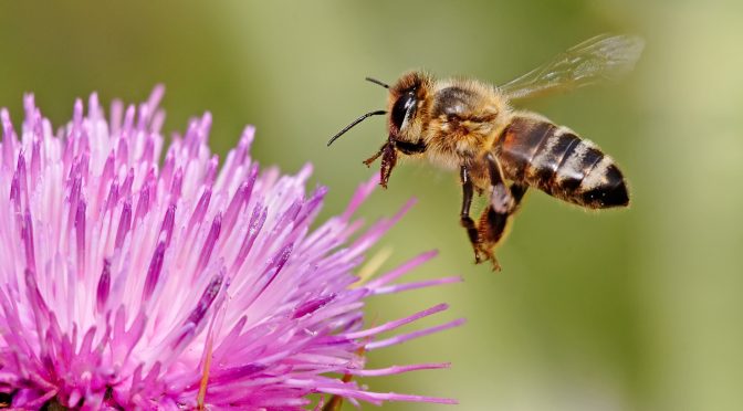 Desaparecimento de abelhas gera novas políticas para uso de agrotóxicos