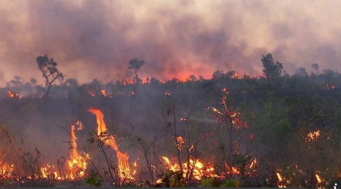 Carlos Joly:  ‘Nossa biodiversidade está sendo incinerada’