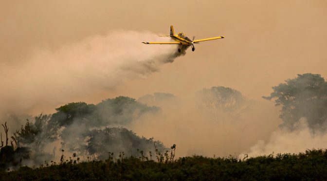 Incêndios catastróficos no Pantanal prejudicam biodiversidade, economia e população local