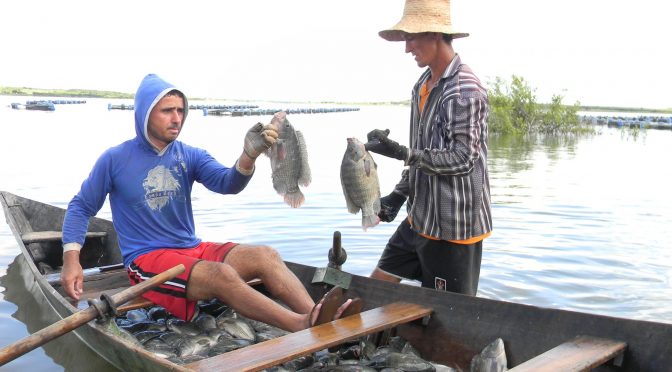 O pescado e a segurança alimentar