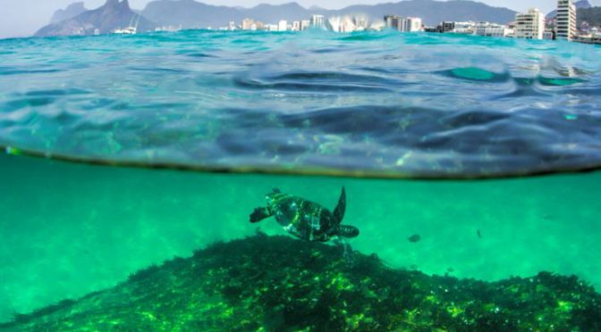 Baía Urbana: documentário mostrou vida sob poluição de cartão postal do Rio de Janeiro