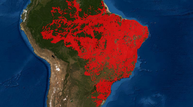 Impunidade incentiva desmatamento ilegal no Brasil