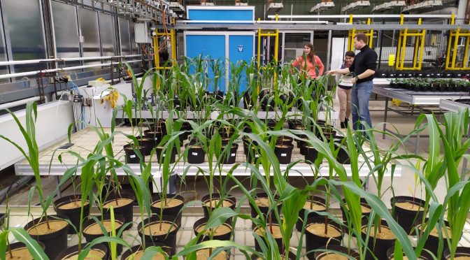Estudos apontam caminhos para a produção de alimentos mais resistentes ao aquecimento global e para a geração de energia limpa