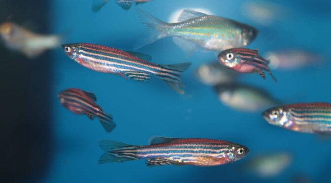Análises toxicológicas em modelos in vitro e in vivo