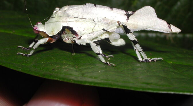 Expedições saem em busca de fauna insuspeita na Amazônia