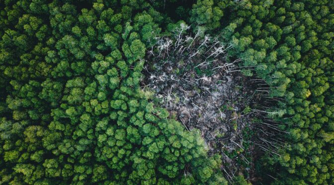 Não é só a quantidade que importa: a velocidade das mudanças ambientais também afeta os ecossistemas